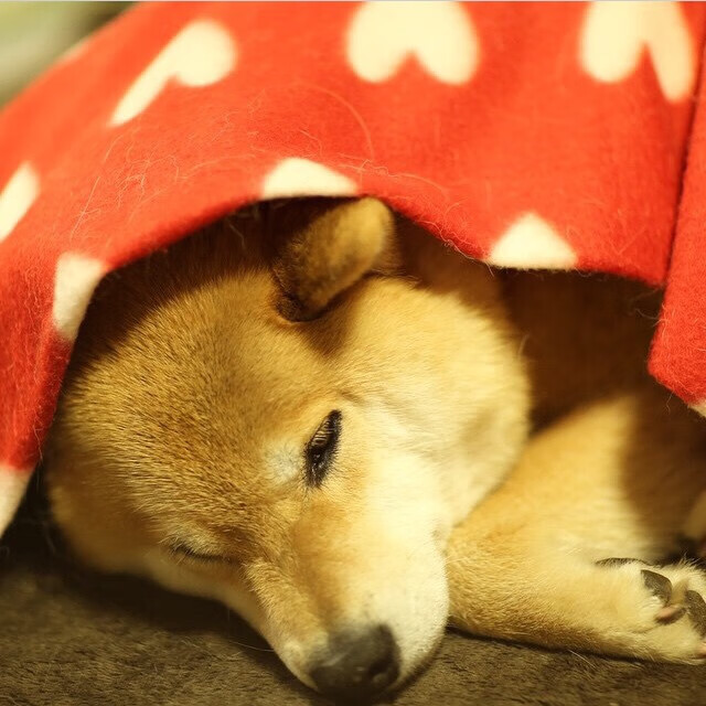 开云平台-德甲球队积极引进外援，提升整体水平，德甲球队积极引进外援,提升整体水平