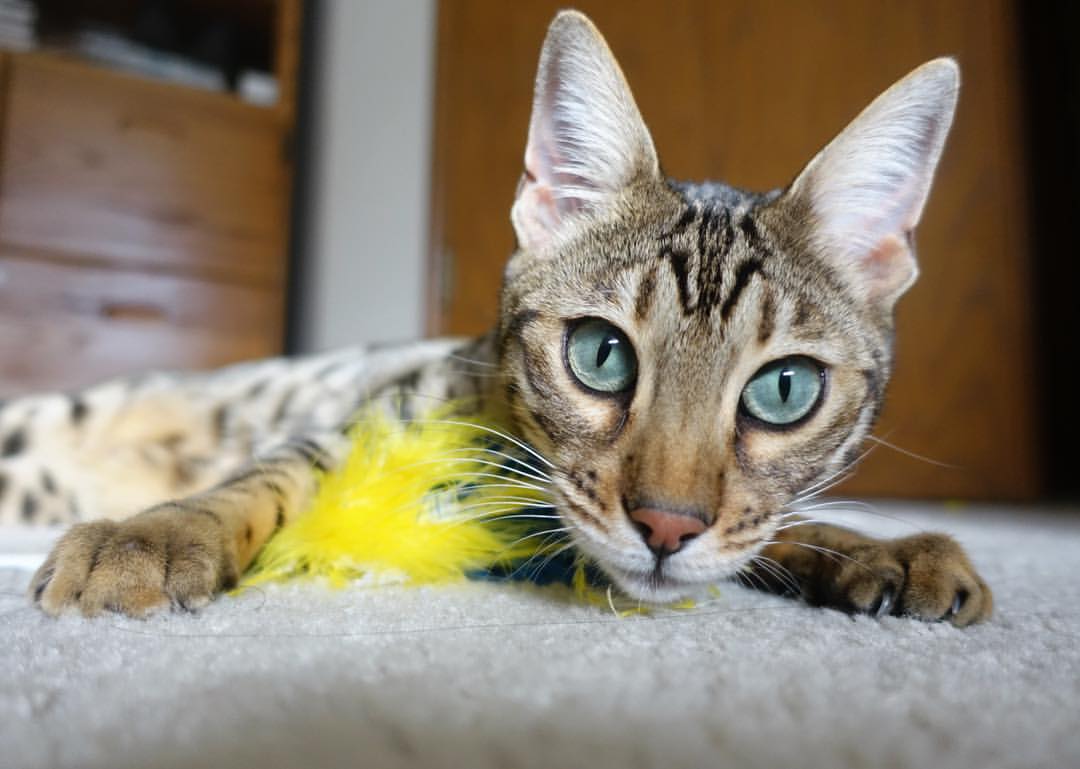 kaiyun官方入口登录-欧冠“星光璀璨”：年度最闪耀球员盘点，欧冠星耀球员有哪些