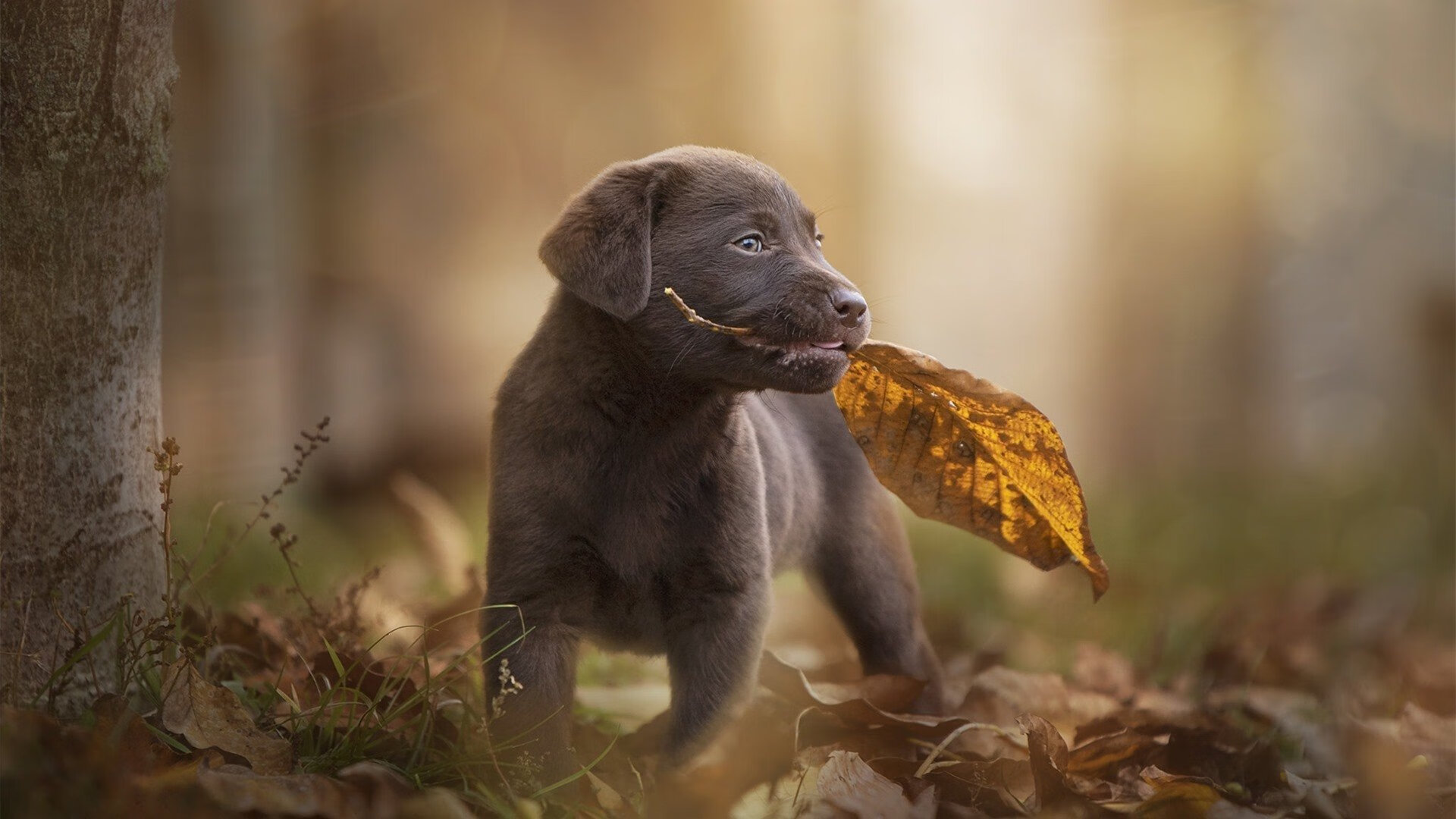 开云中国大陆-欧冠赛场的“铁人”——莫德里奇的中场魔法，莫德里奇参加欧洲杯