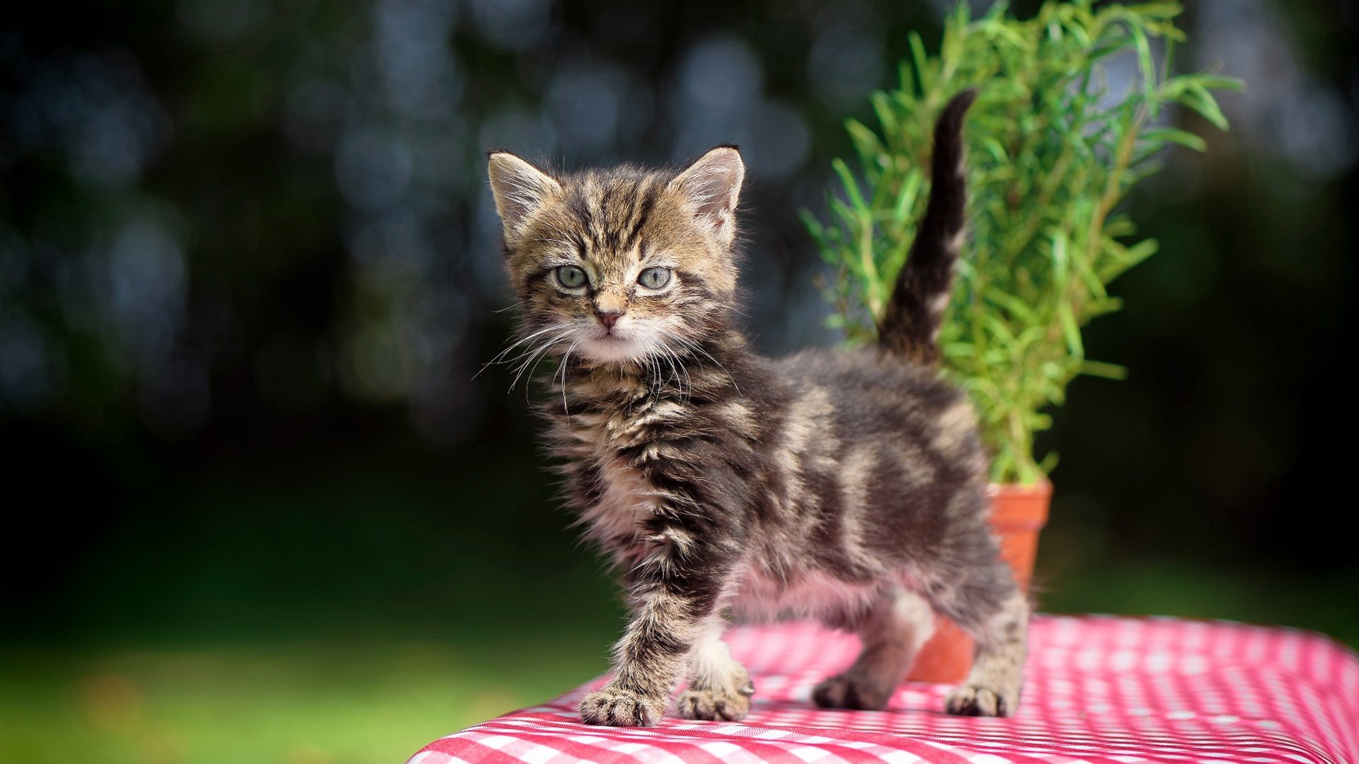 kaiyun网站-国际踢球大赛风云再起：谁将问鼎？，国际足球大赛