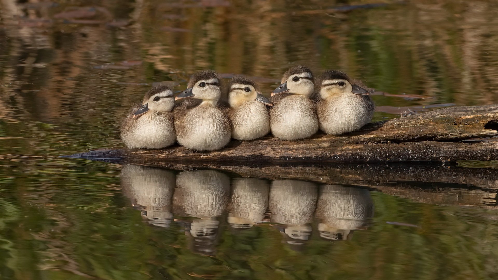 kaiyun体育综合-大连人马威风长驻，击败亚洲强队，大连人俱乐部官方微博新闻