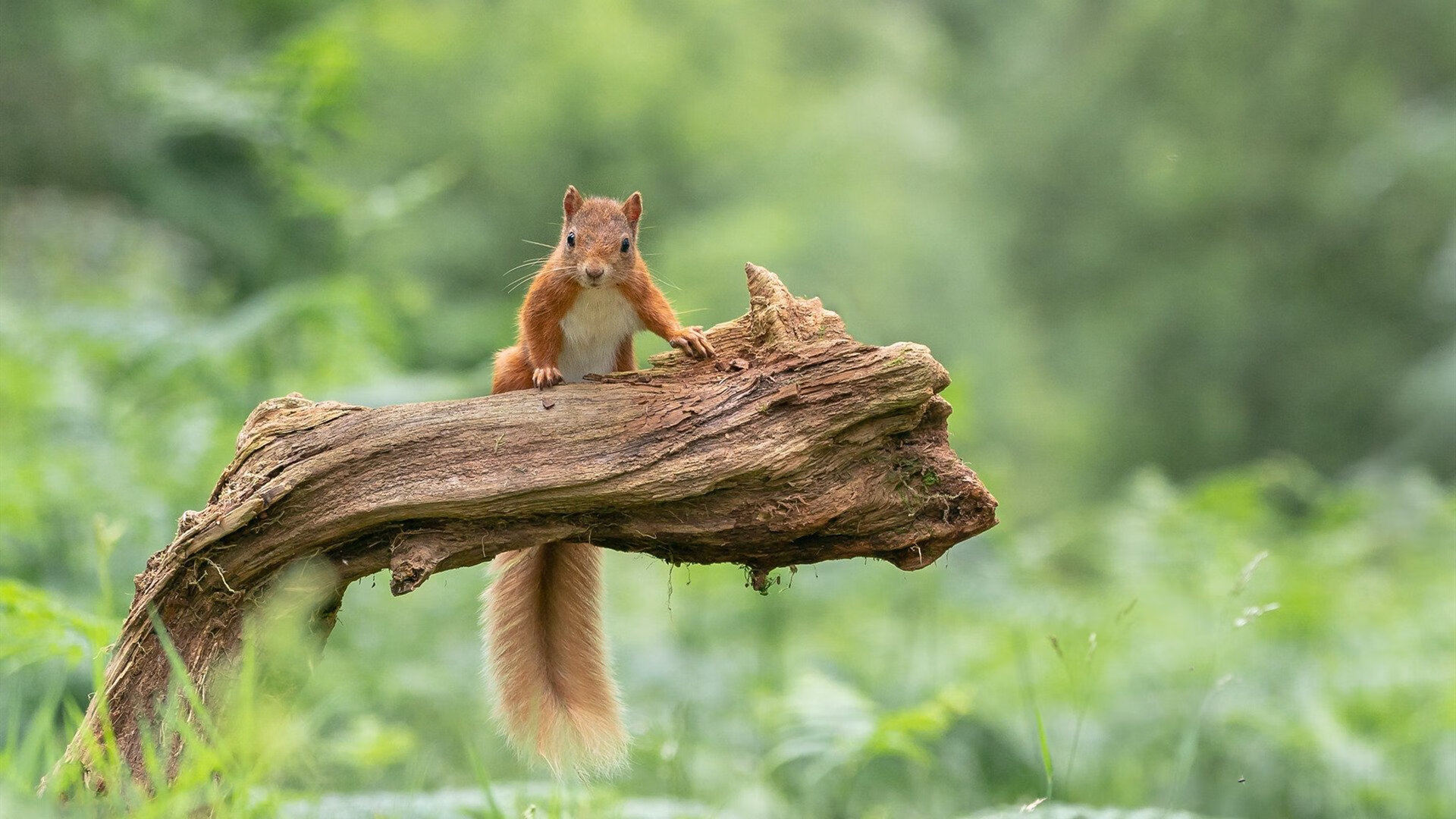 开云官方-足球赛场上各队风云际会，竞争日渐激烈，足球比赛参赛队伍别称