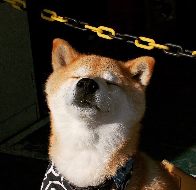 开云·体育官网-塞内加尔马术协会与国际马术联合会合作，举办国际马术交流活动，促进技术交流。