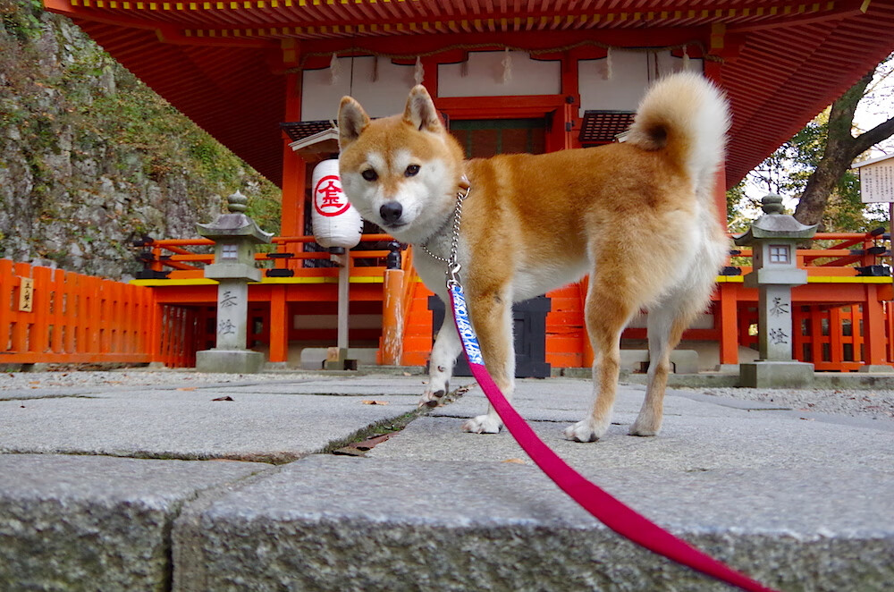 kaiyun官方入口登录-中国三人篮球男队新秀亮相 速度与技术兼具，中国三人篮球男队名单
