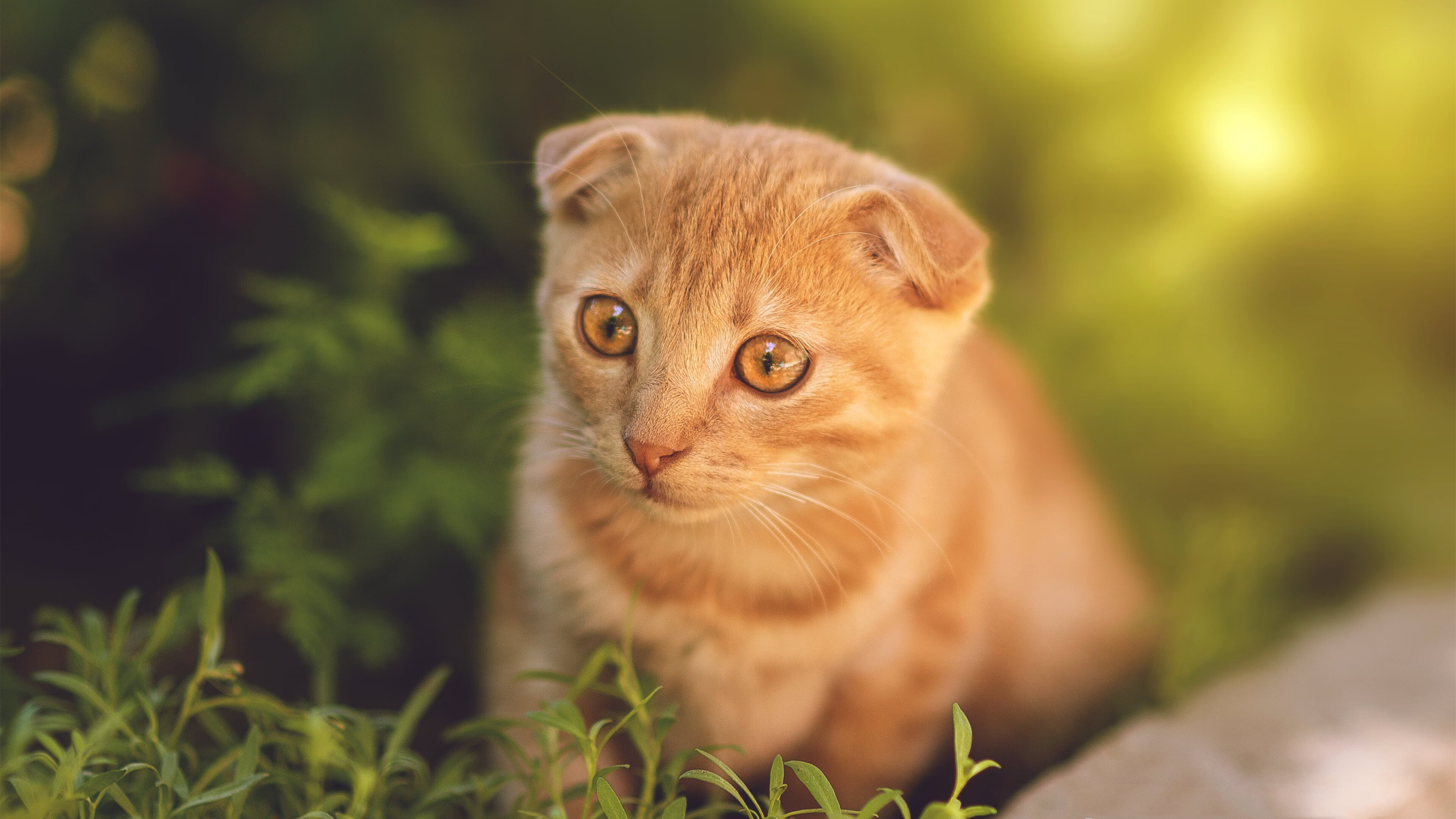 凯蒂·莱德基耐力训练成果显著，莱德基多强