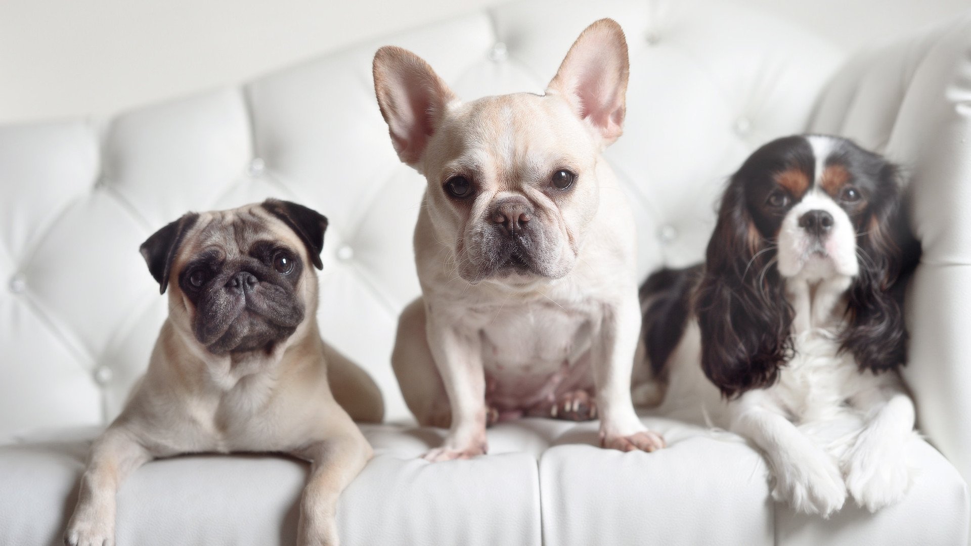 开云平台-技术动作一致性好，评分稳定，技术动作什么意思