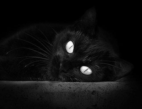 拉尼·帕利斯特展现未来冠军潜质，帕拉尼恩斯足球俱乐部