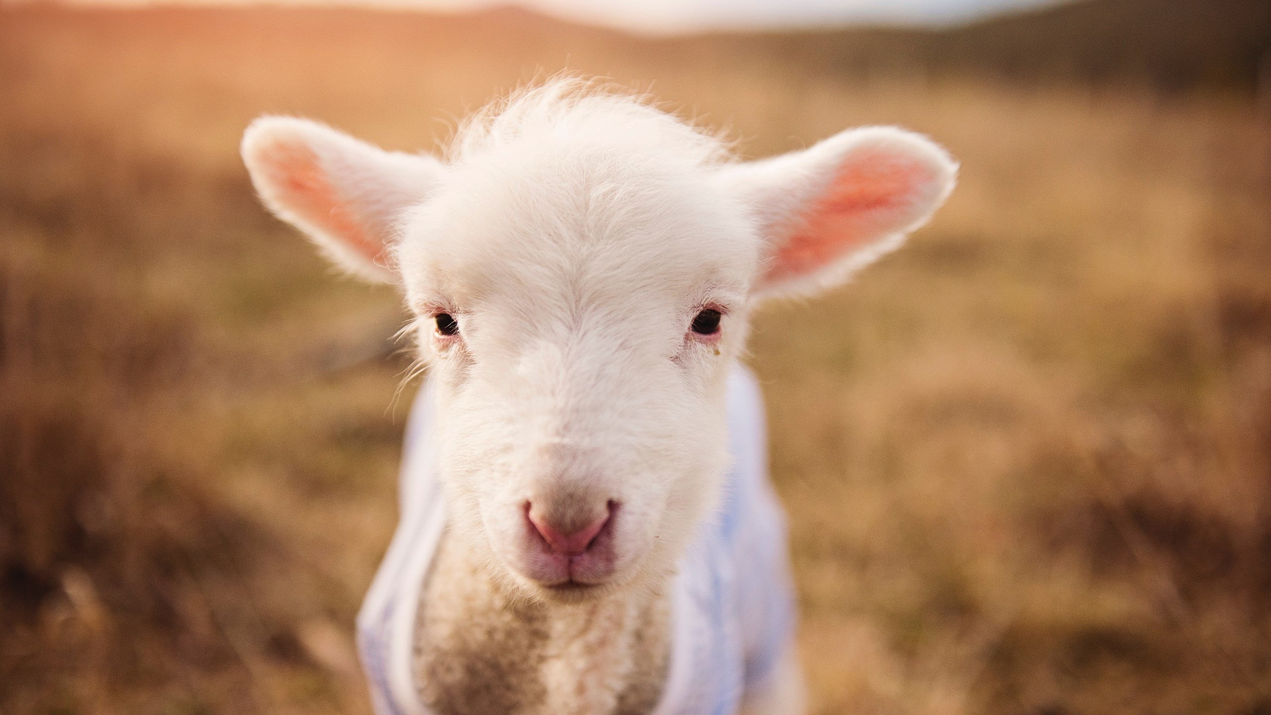 水球防守端希腊铁壁不破，男子水球希腊