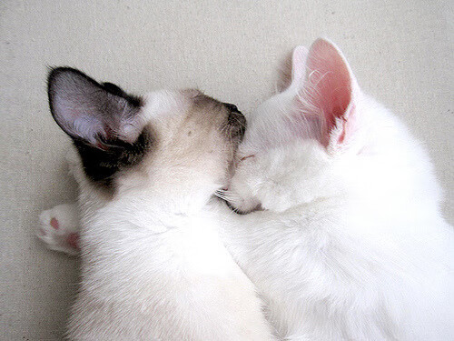 篮球青训设置模拟比赛裁判制度增强规则理解，篮球裁判模拟考试