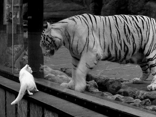 蛙泳比赛波兰队展现坚韧实力，蛙泳比赛波兰队展现坚韧实力的视频