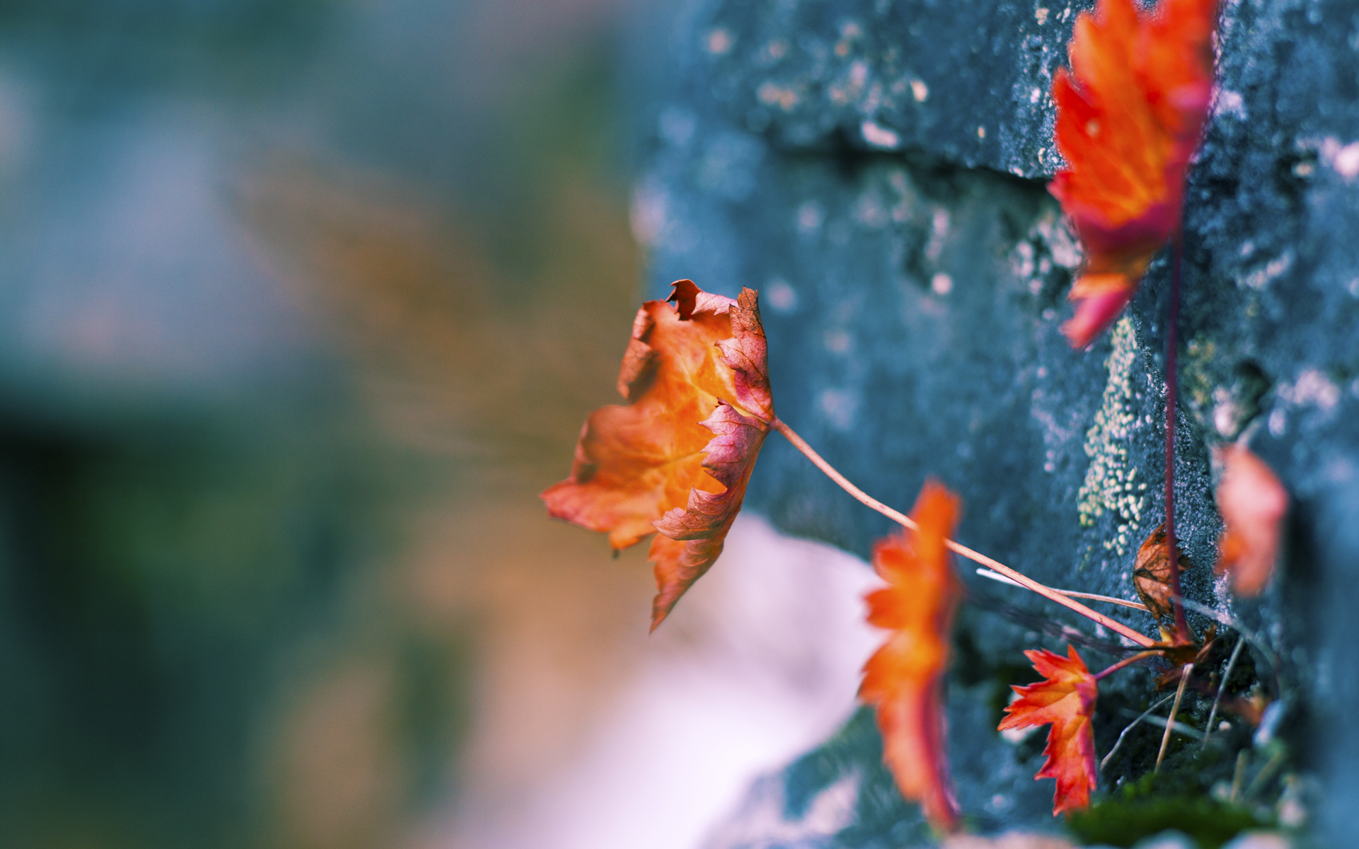 开云体育APP下载-西班牙青年队崭露头角，期待未来新星