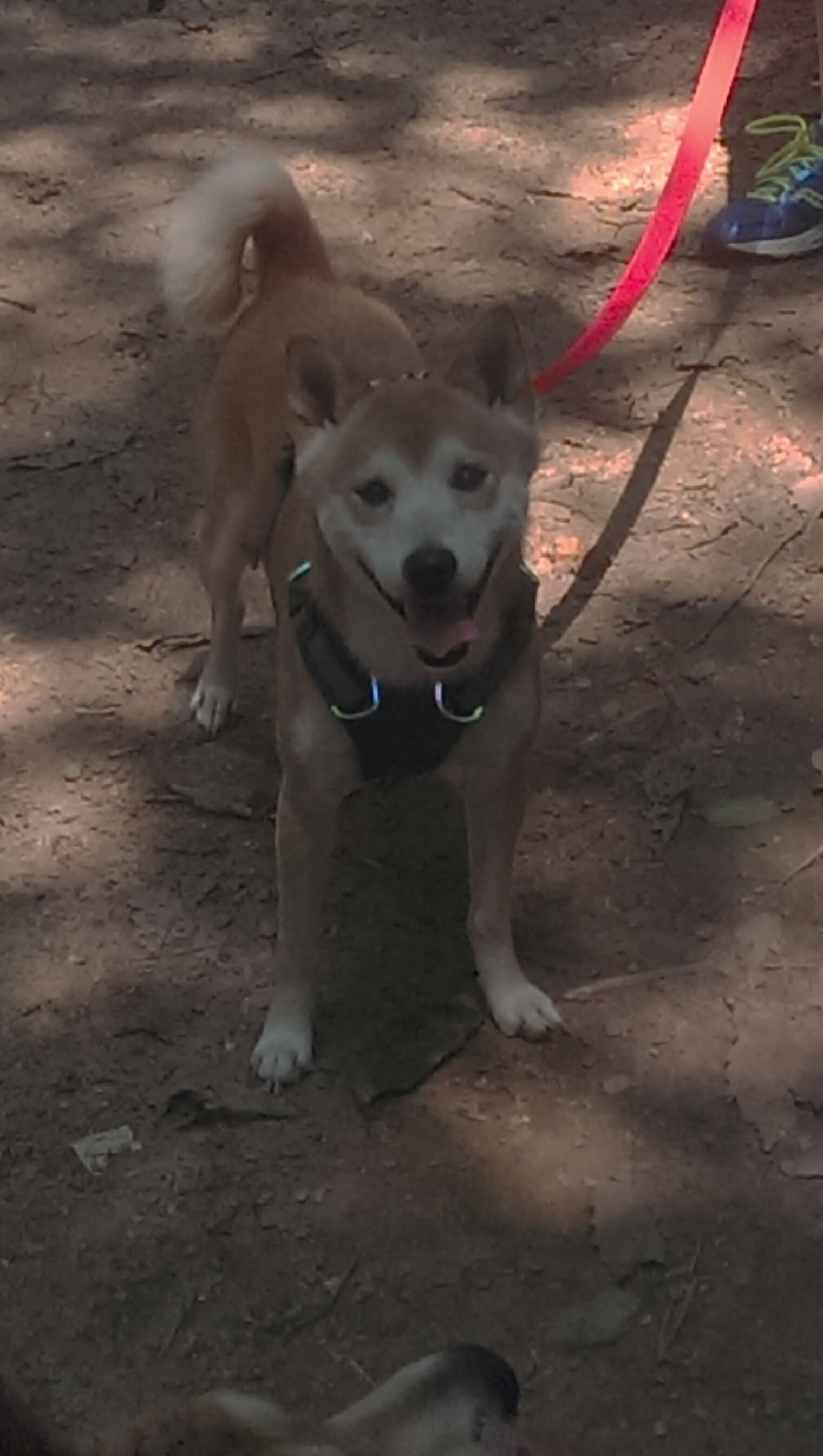 足球俱乐部发展规划引入智能运营系统，足球俱乐部的运营模式分析